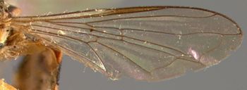 Media type: image;   Entomology 13139 Aspect: wing